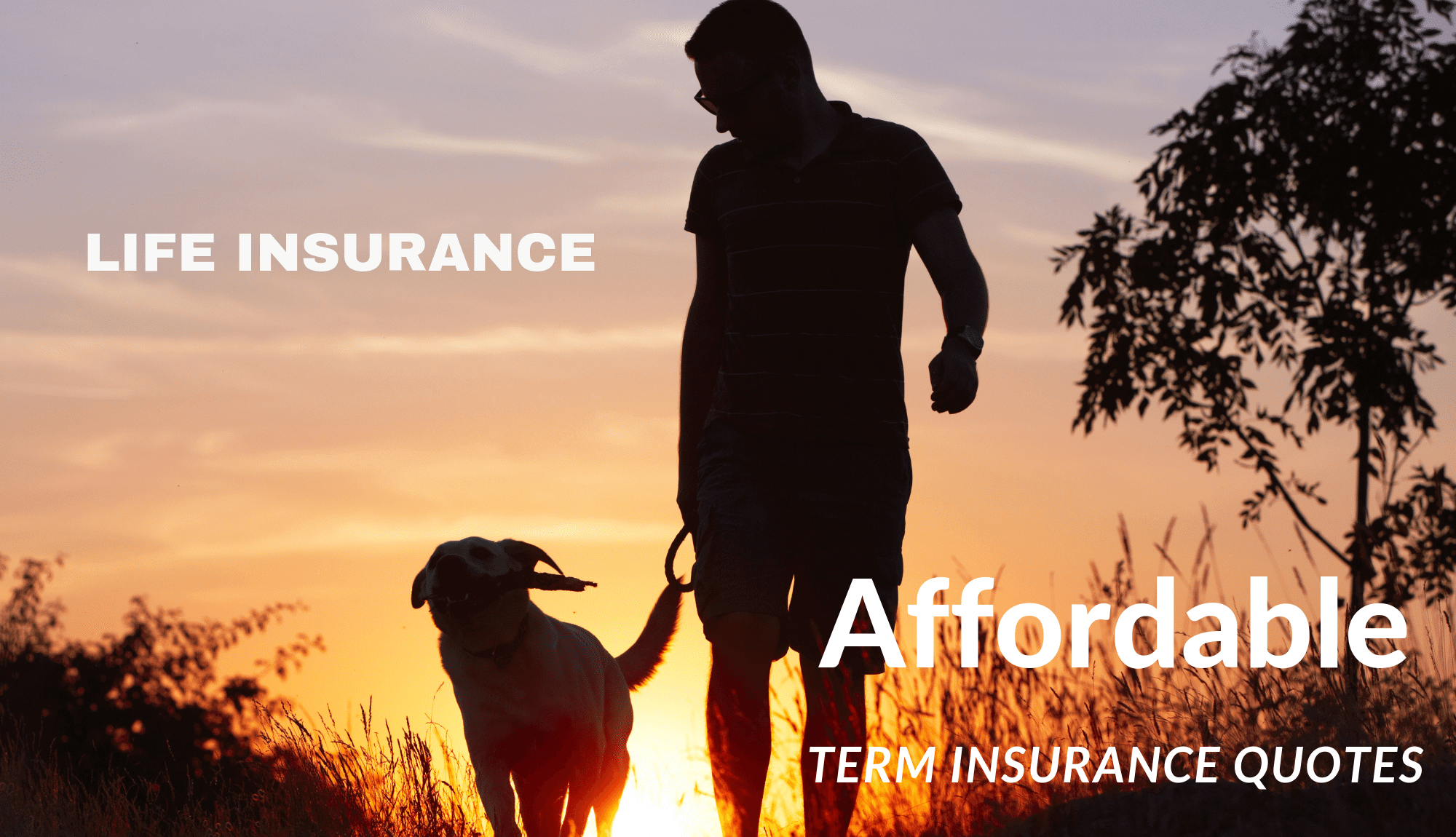 Life Insurance . Dog (1)