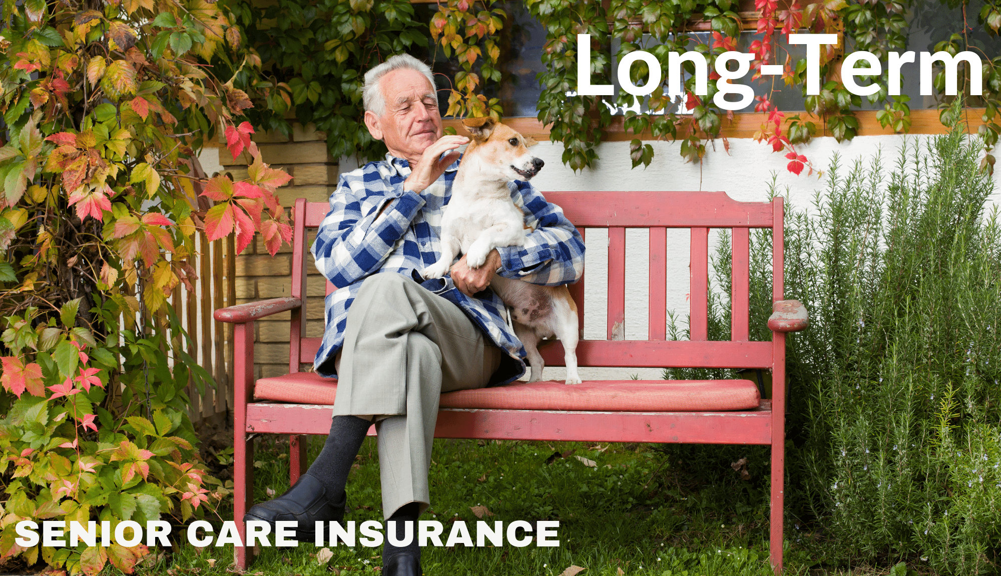 Long Term Insurance . Dog (1)